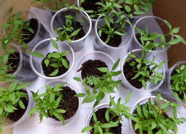 用個破油桶，陽臺種辣椒，一棵結8斤，沉得壓彎枝