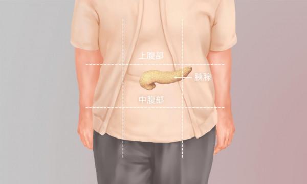 人體胰腺在什麼位置