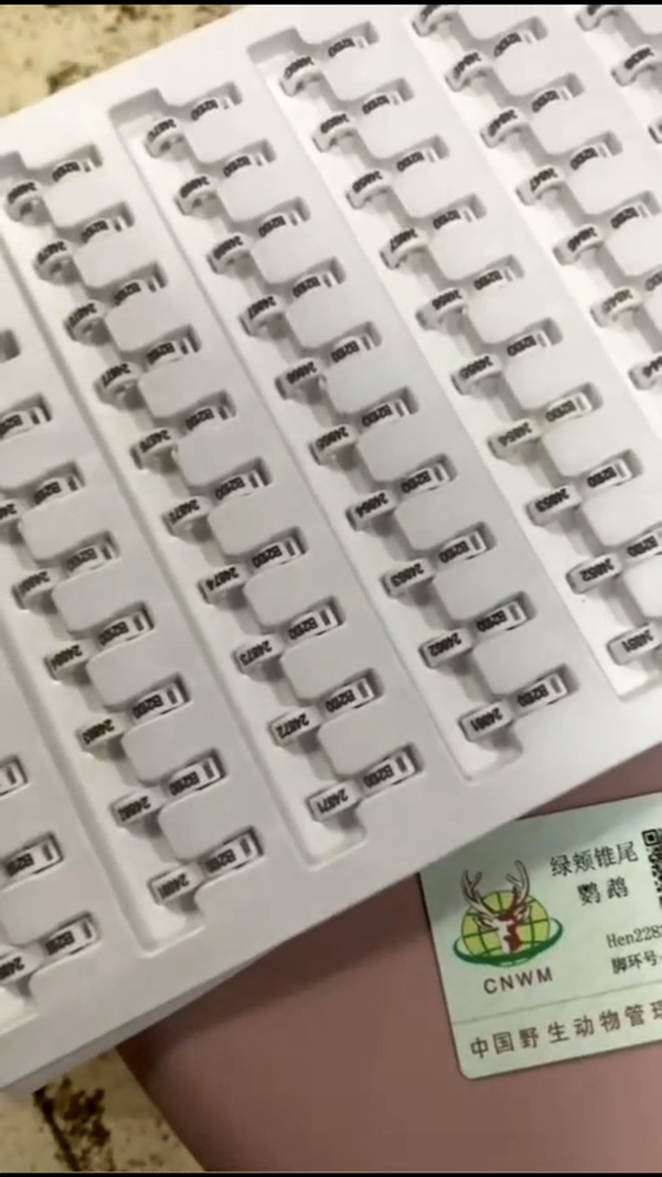 買錯鸚鵡也犯法？只有三種鸚鵡可以合法飼養