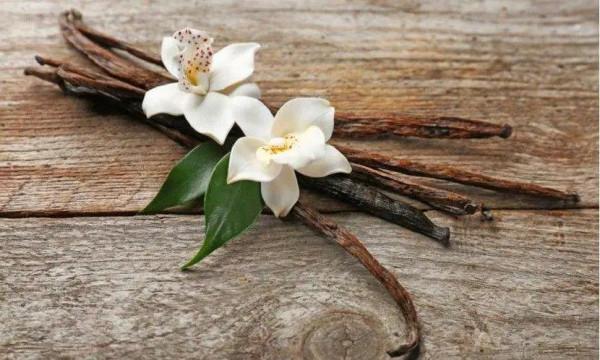 奶茶、布丁裡的“小黑點”一公斤竟要600美元 什麼原料這麼貴？