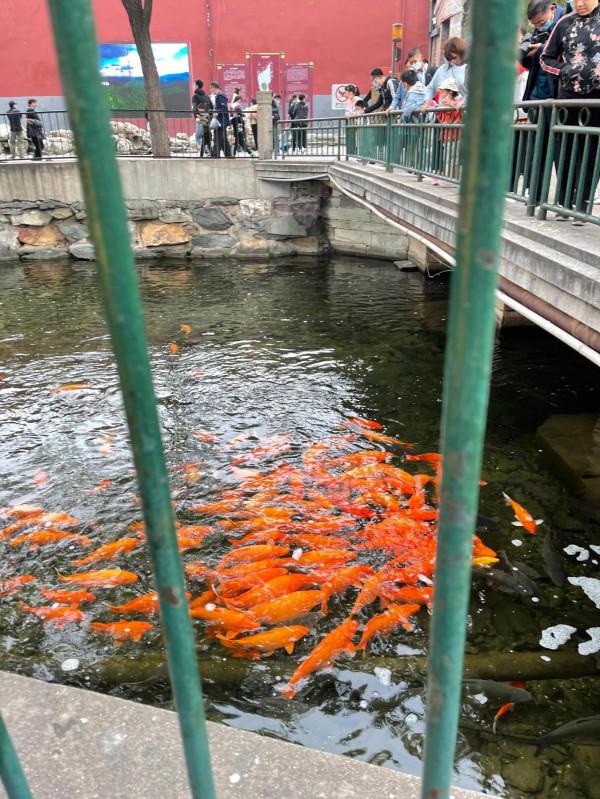 相約北海,餵魚!划船 相約北海,餵魚!划船