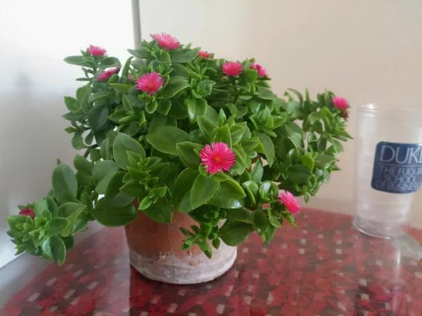 人養花，花亦養人！8種能“吃”的花，漂亮又美味，建議養一盆