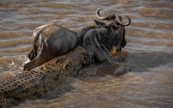 緊急圍捕！2只鱷魚被放生到湖裡，沒有天敵，危害到底會有多大？