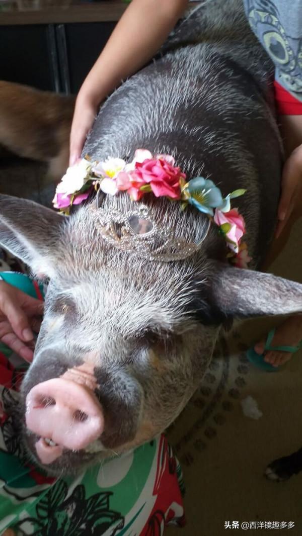 小香豬變大肥豬,重達500多磅,和主人一起蝸居卻很幸福 小香豬變大肥豬,重達500多磅,和主人一起蝸居卻很幸福