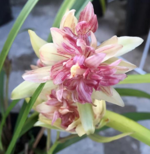 適合客廳養的5種漂亮花,喜慶大氣又吉祥,幸福感滿滿 適合客廳養的5種漂亮花,喜慶大氣又吉祥,幸福感滿滿