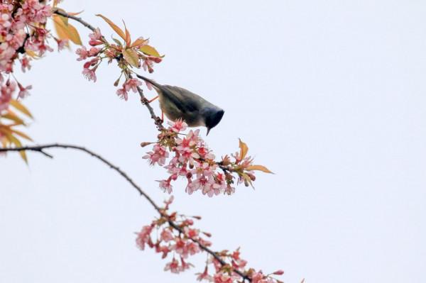 &num;（環境）鳥語花香