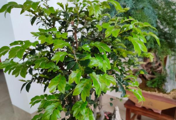 花草缺肥有3個症狀,發現“症狀”及時施肥,才能長勢旺盛開花多 花草缺肥有3個症狀,發現“症狀”及時施肥,才能長勢旺盛開花多