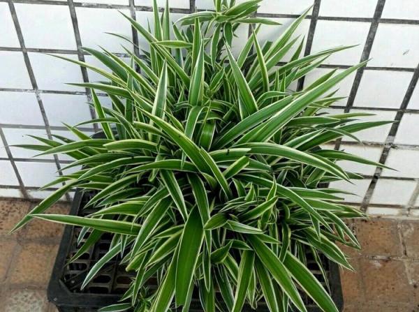 這種自制高氮肥，用好了，比淘米水、啤酒水效果好得多