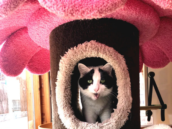 大阿寶：“斜槓青年”歡樂多