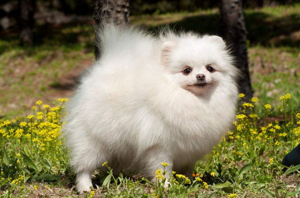 養狗首選！這幾種狗，不貴又忠誠