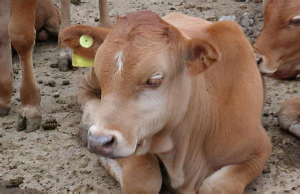 如何養牛犢可以更快增重，科學增重的秘籍值得收藏
