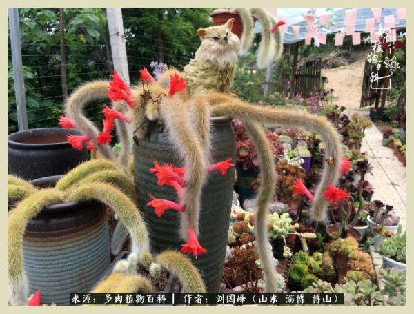 秋季多肉，你是王者歸來嗎？（附秋季養護知識）