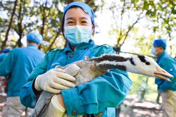 圍觀北京動物園水鳥體檢現場:鳥兒也不愛被捅嗓子眼兒 圍觀北京動物園水鳥體檢現場:鳥兒也不愛被捅嗓子眼兒