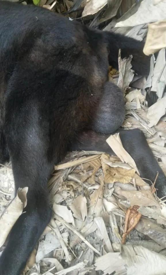 狗狗患病主人不救反而給它挖坑，他一邊挖一邊對它說：你快死吧