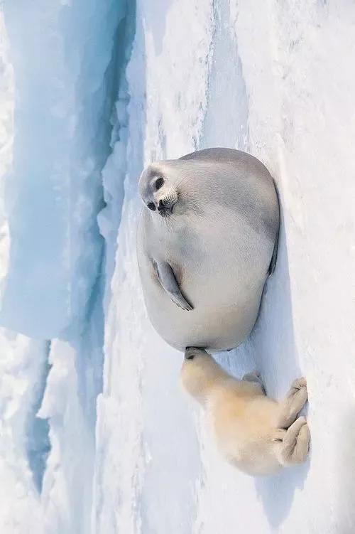 當你還在抱怨媽媽對你嘮叨的時候。不妨來看一下這幾個動物世界 當你還在抱怨媽媽對你嘮叨的時候。不妨來看一下這幾個動物世界