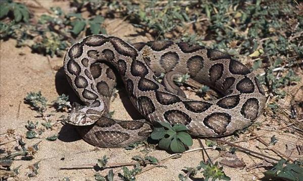 老婆改嫁蛇？這些蛇類的外號，你都知道多少？