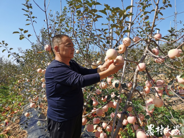 這個村用新模式種蘋果,成本降了一半,個頭大了品質好了 這個村用新模式種蘋果,成本降了一半,個頭大了品質好了