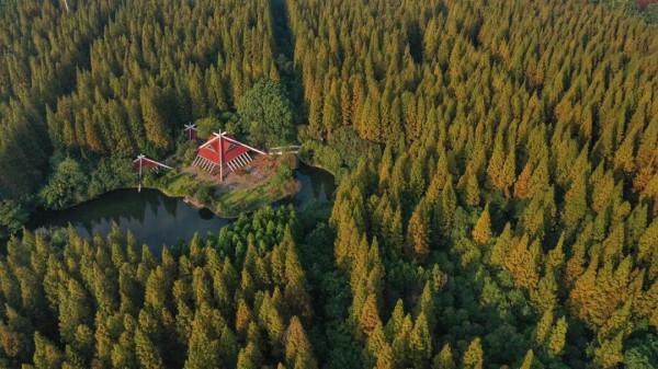 桂花芬芳,紅楓似火,崇明秋景打卡攻略來啦 桂花芬芳,紅楓似火,崇明秋景打卡攻略來啦