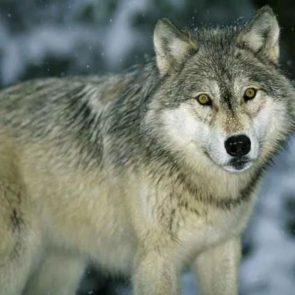 1992年，四川女孩撿回小狼崽，養大變暖心牧羊犬，分離時淚流滿面