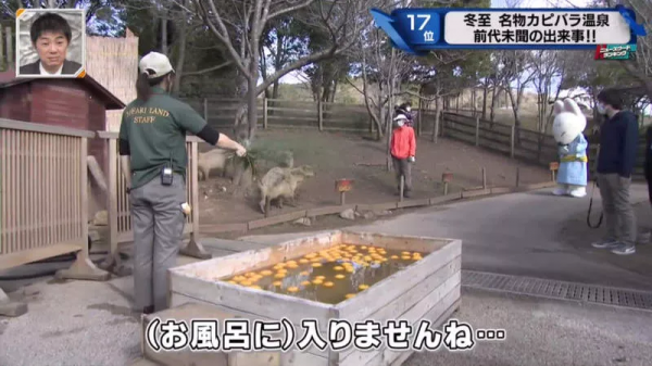 堅持不想泡澡的水豚｜日本冬至泡柚子湯傳統 遊客等了一個多小時