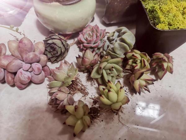 新年納新-肉肉開箱 新年納新-肉肉開箱