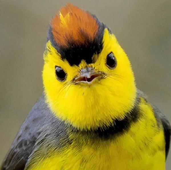 分享——最珍貴罕見的鳥