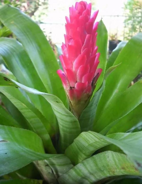 花亦草來草亦花 花亦草來草亦花