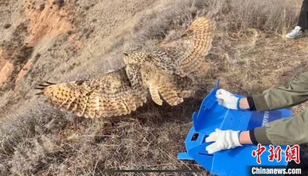 青海：救助、放歸四隻國家二級保護野生動物