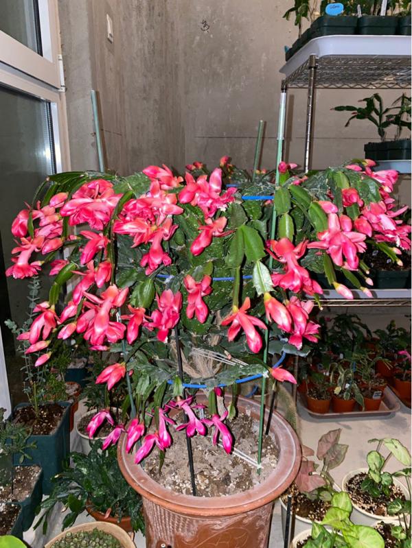 9月養蟹爪蘭,做好4件事,葉子肥厚有質感,花苞呼呼冒 9月養蟹爪蘭,做好4件事,葉子肥厚有質感,花苞呼呼冒