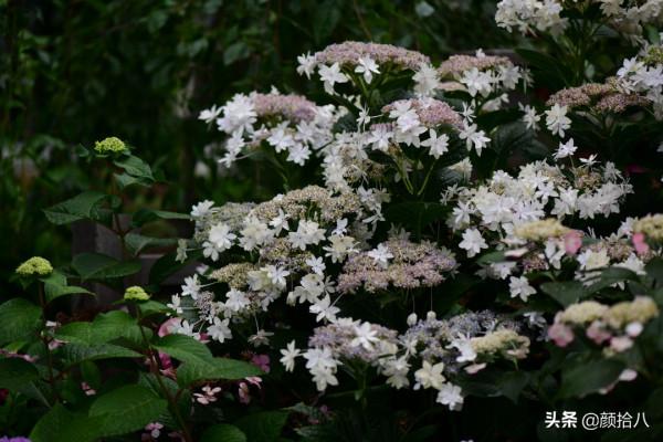 冬日裡依舊盛開的大花繡球，白色天使 | 園丁