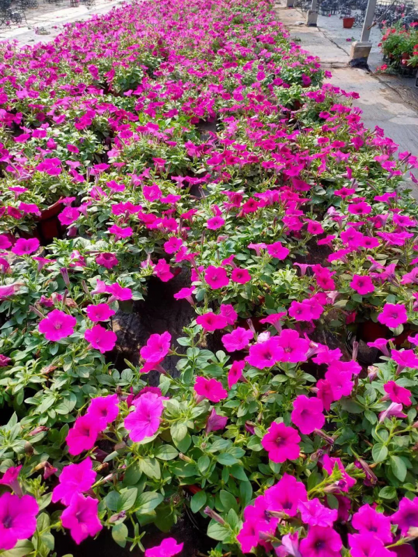 網紅矮牽牛品種介紹：愛慕系列、天空家族系列、花衣系列等