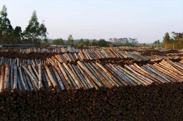 遍地桉樹惹爭議，廣西為何不“換掉桉樹”？