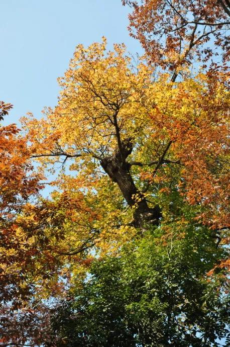 最美的五彩楓葉 最美的五彩楓葉