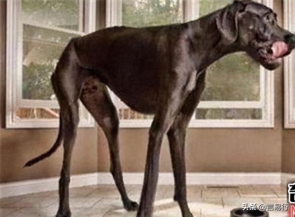 世界最高大的狗狗,高度達到2米多 世界最高大的狗狗,高度達到2米多