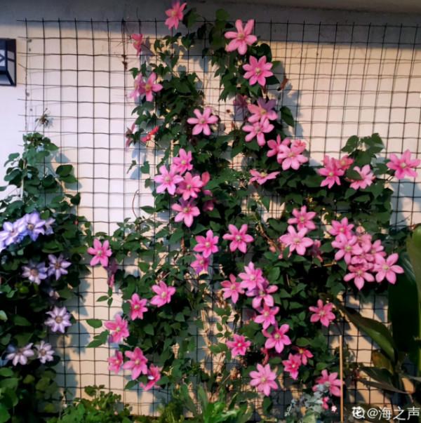 缺德商販，把“綠化草”包裝成“進口花”來賣，上當的人真不少