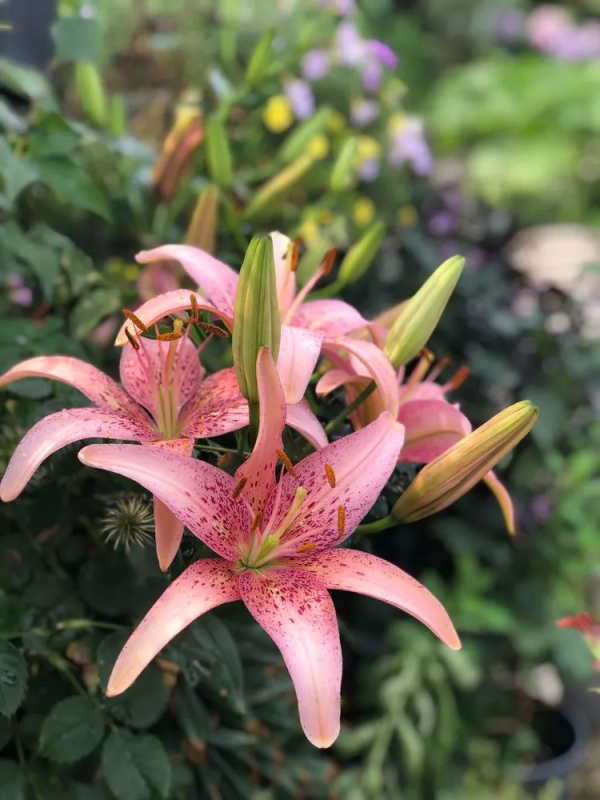 （2019）園丁獎露臺組《003號》一卷花薔 沉澱的時光