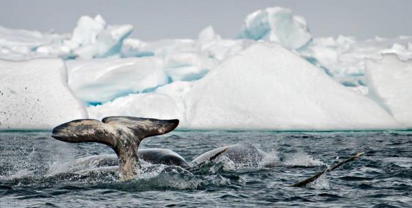 鯨類也有自己的文化? 鯨類也有自己的文化?