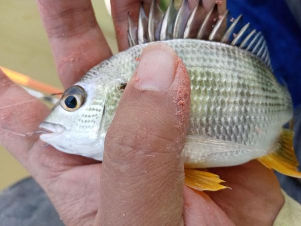 驅趕世間煩惱，釣起水中歡樂