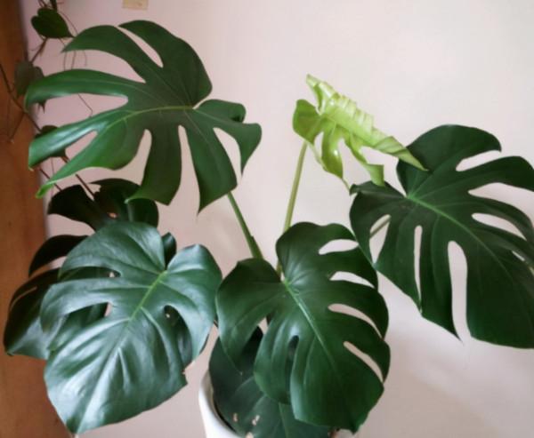 家中養什麼花?別錯過“這5種”,四季賞花,四季常青,淨化空氣 家中養什麼花?別錯過“這5種”,四季賞花,四季常青,淨化空氣