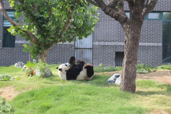 憨態可掬惹人愛！這樣的小可愛，誰能忍心拒絕呢？