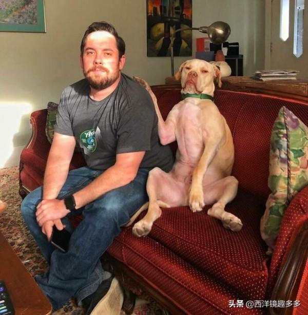 這些愛爭寵的寵物,滿滿的都是戲 這些愛爭寵的寵物,滿滿的都是戲