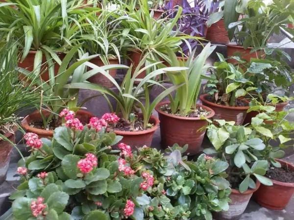 這一年 我的花花草草 驚豔了我的小院 驚豔了我的心