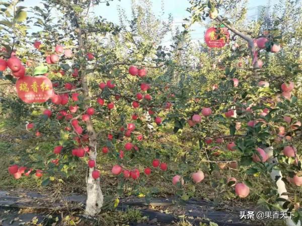 除了紅富士,種哪些品種能發財?這個論壇告訴你答案 除了紅富士,種哪些品種能發財?這個論壇告訴你答案