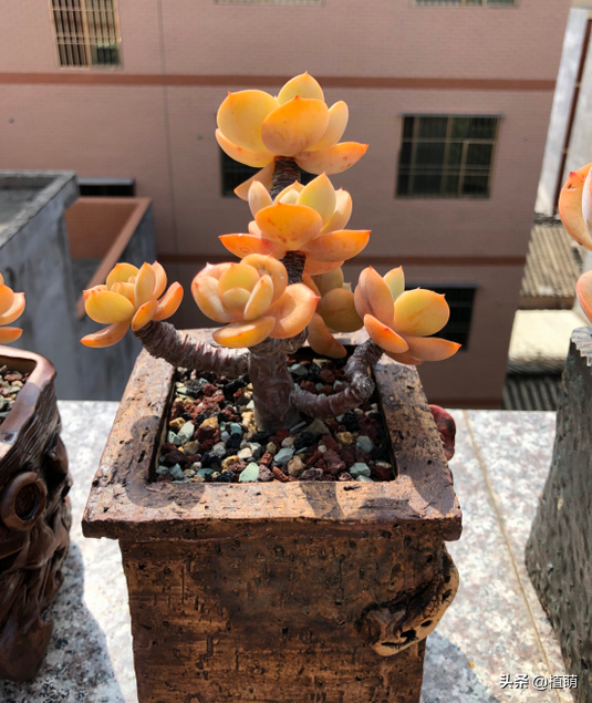 白鳳多肉,經過長期控養之後,莖稈出租,葉片小巧挺拔 白鳳多肉,經過長期控養之後,莖稈出租,葉片小巧挺拔