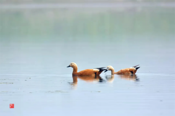 40+張大片!帶你領略這裡的“鳥禽圖鑑”! 40+張大片!帶你領略這裡的“鳥禽圖鑑”!