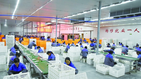 江蘇大叔三年虧損一千多萬，逆風翻盤種植杏鮑菇，一年賣2億元