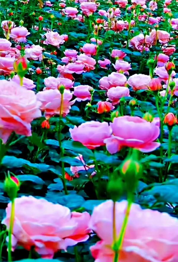 美景：夏日繁花