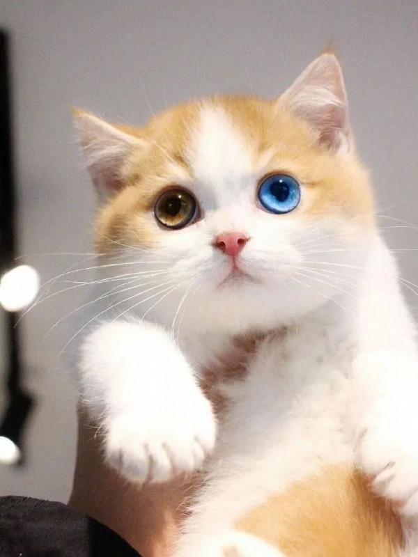 把貓獨自放在家裡七天的貓咪會生氣嗎? 把貓獨自放在家裡七天的貓咪會生氣嗎?