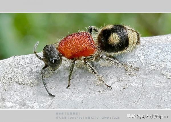 昆蟲攝影：絨蟻蜂，聽說過嗎？戶外遇上了，你會認為是隻螞蟻嗎？