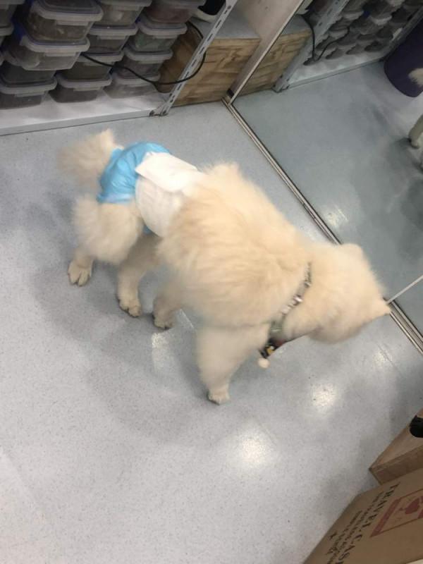 主人眼中的救命稻草——中醫，真的能給寵物帶來奇蹟嗎？